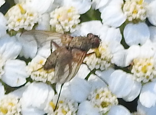 Unknown species found near Power County, ID, USA