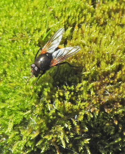 Unknown species found near Power County, ID, USA