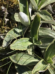 Celmisia densiflora