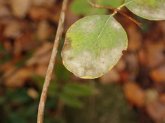 Erysiphe symphoricarpi