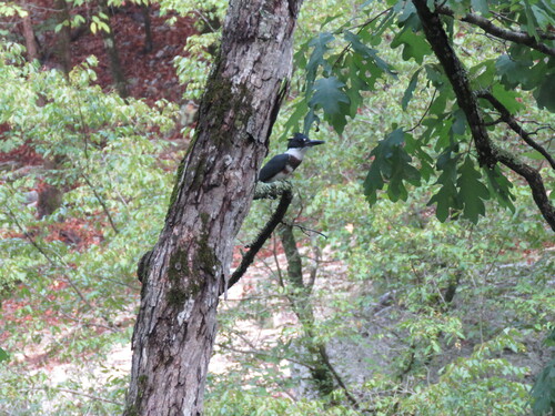 Belted Kingfisher photographed in Arkansas