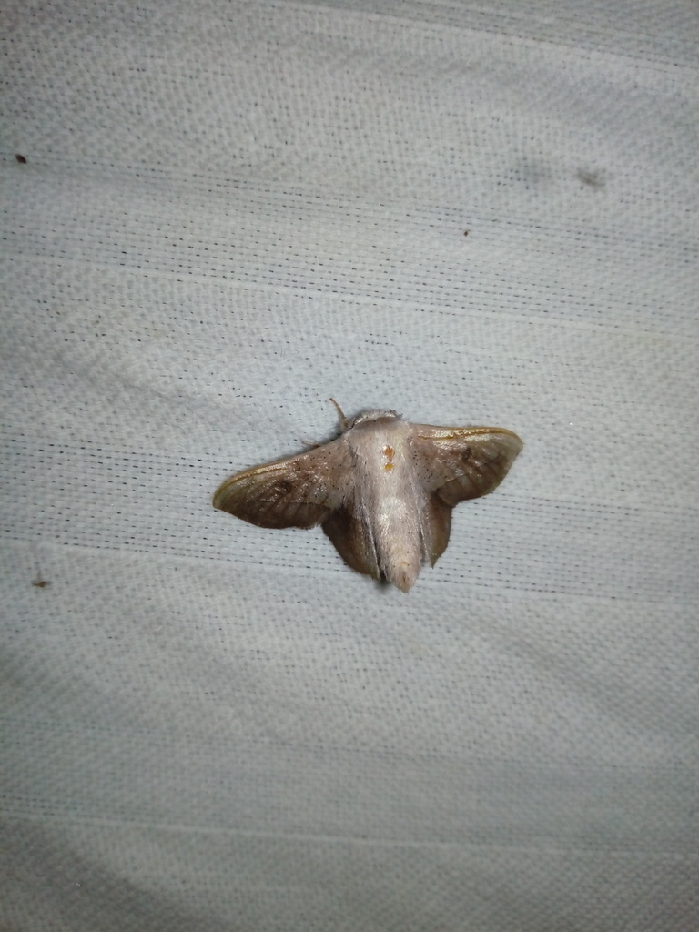 Bedosia olasis