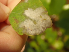 Erysiphe symphoricarpi