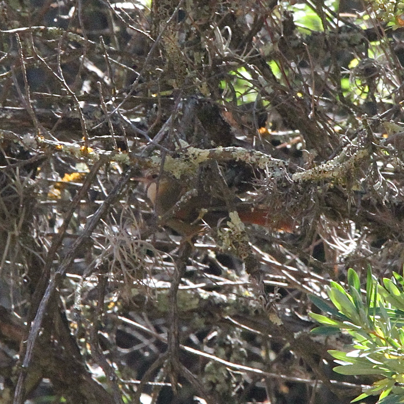 Creamy-crested Spinetail (Cranioleuca albicapilla), photo 2