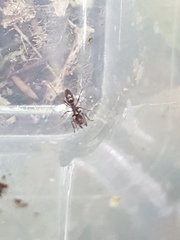 Austroponera castanea