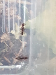 Austroponera castanea