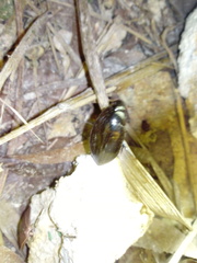 Hydrophilus ensifer