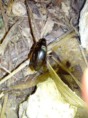 Hydrophilus ensifer