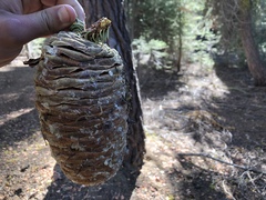 Abies magnifica magnifica