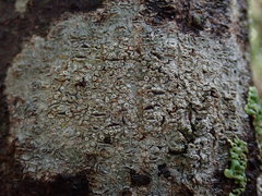 Thelotrema