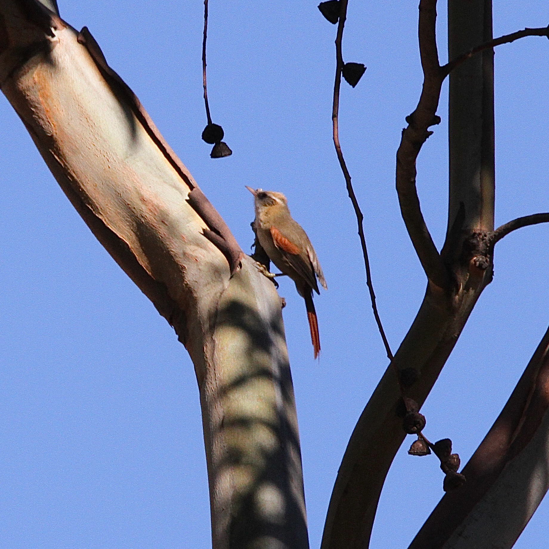 Creamy-crested Spinetail (Cranioleuca albicapilla), photo 3