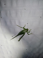 Philophyllia guttulata