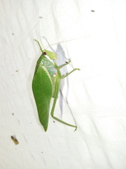 Philophyllia guttulata