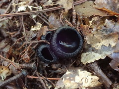 Plectania rhytidia