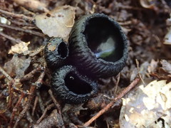 Plectania rhytidia