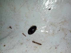 Thermonectus circumscriptus