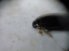 Thermonectus circumscriptus