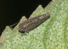 Yungasia