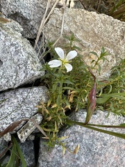 Cerastium tatrae