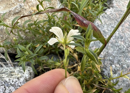 Cerastium tatrae, photograph 1