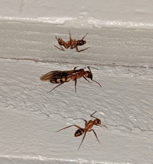 Camponotus variegatus