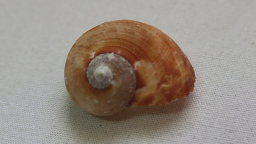 Pseudostomatella papyracea observed 2019-10-19