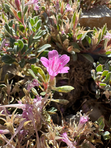 Alpine Collomia (Collomia debilis)
