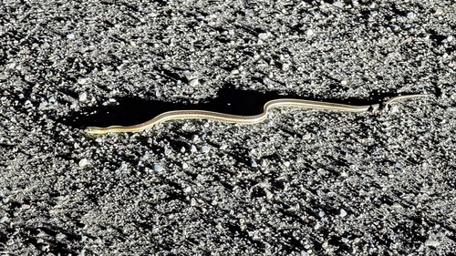 iNaturalist observation 2025-08-16