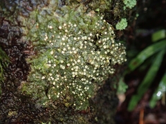 Topeliopsis