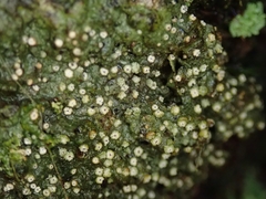 Topeliopsis