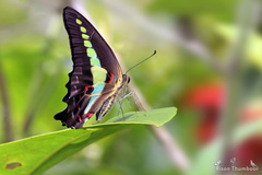 Graphium teredon