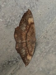 Chorodna ochreimacula