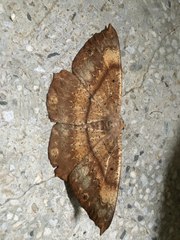 Chorodna ochreimacula