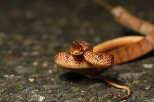 Formosa Slug Snake