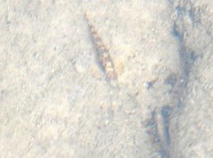 Liniparhomaloptera disparis