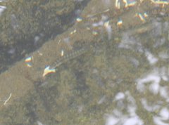 Liniparhomaloptera disparis