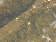 Liniparhomaloptera disparis