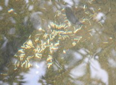 Liniparhomaloptera disparis