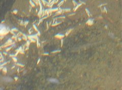 Liniparhomaloptera disparis