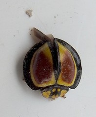 Australoneda bourgeoisi