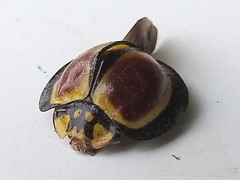 Australoneda bourgeoisi