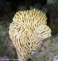Holopsamma laminaefavosa