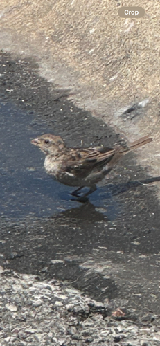 House Sparrow photographed in Arkansas