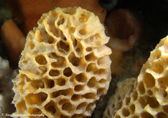 Holopsamma laminaefavosa
