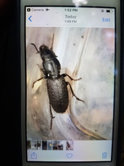 Mecodema crenaticolle