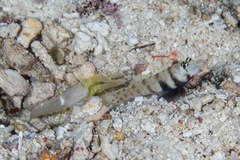 Amblyeleotris guttata