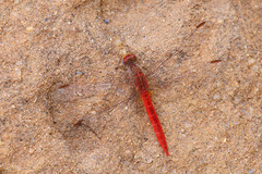 Crocothemis divisa