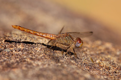 Crocothemis divisa