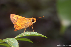 Oriens goloides