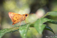 Oriens goloides